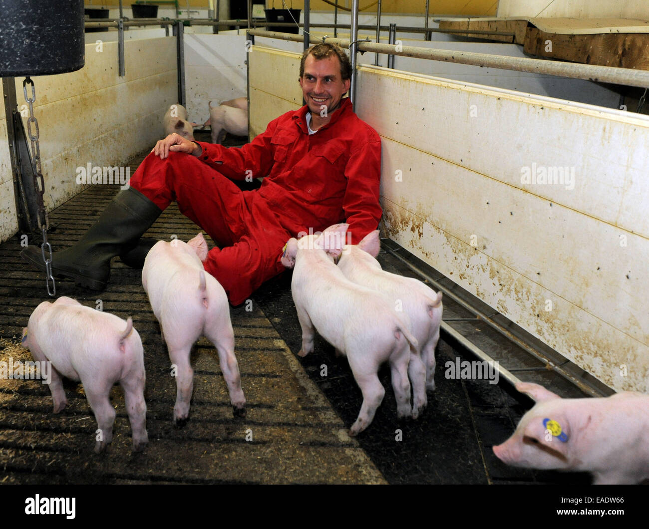 Hilter, Germany. 05th Nov, 2014. Farmer Henning Schulte-Uffelage sitting with his piglets in his pig farm in Hilter, Germany, 05 November 2014. Activities, a little bit of straw, and some simple toys should help keep the piglets from getting bored. Photo: INGO WAGNER/dpa/Alamy Live News Stock Photo