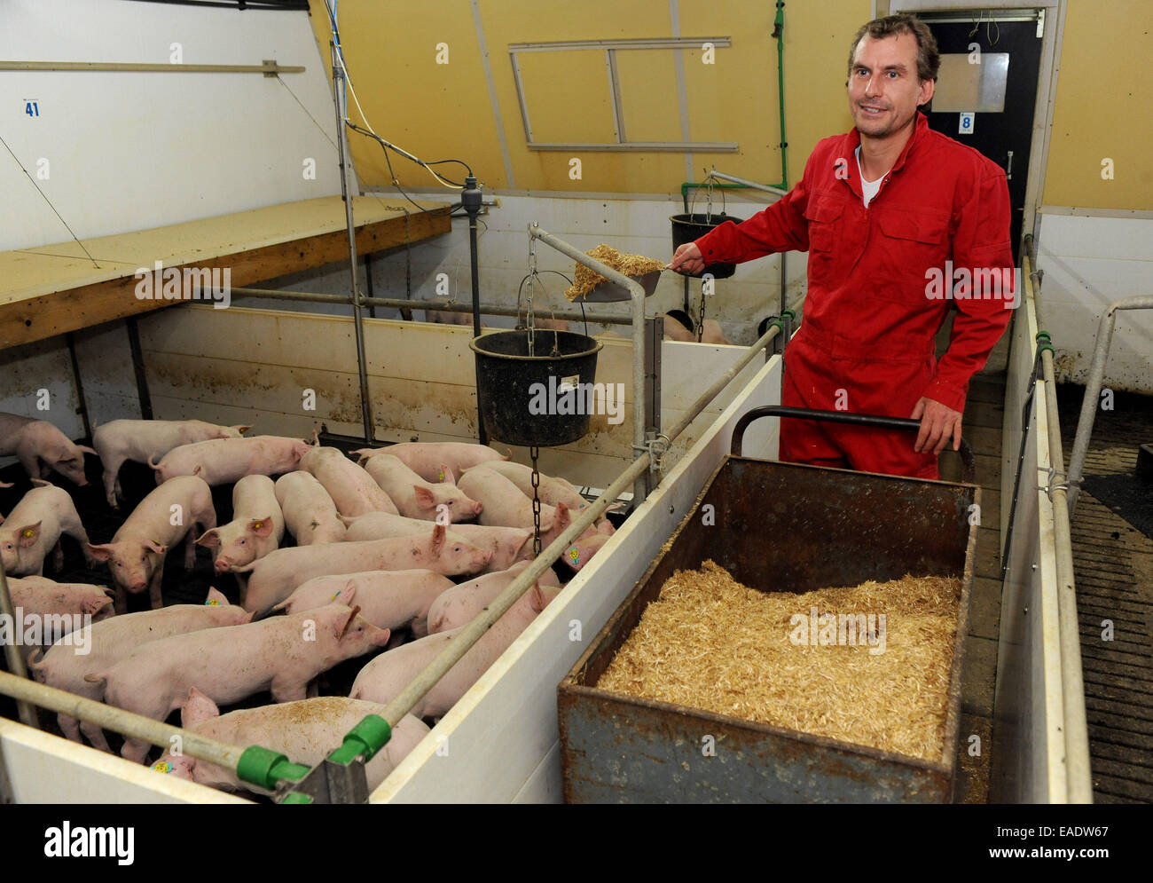 Hilter, Germany. 05th Nov, 2014. Farmer Henning Schulte-Uffelage sitting with his piglets in his pig farm in Hilter, Germany, 05 November 2014. Activities, a little bit of straw, and some simple toys should help keep the piglets from getting bored. Photo: INGO WAGNER/dpa/Alamy Live News Stock Photo