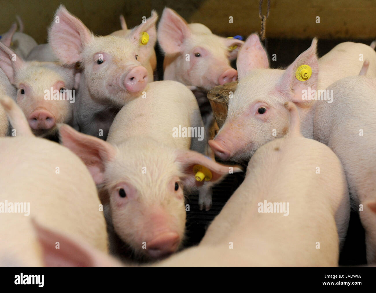 Hilter, Germany. 05th Nov, 2014. Piglets in a stall outfitted by the 'Initiative Tierwohl' (animal well-being initiative) at the Schulte-Uffelage pig farm in Hilter, Germany, 05 November 2014. Activities, a little bit of straw, and some simple toys should help keep the piglets from getting bored. Photo: INGO WAGNER/dpa/Alamy Live News Stock Photo