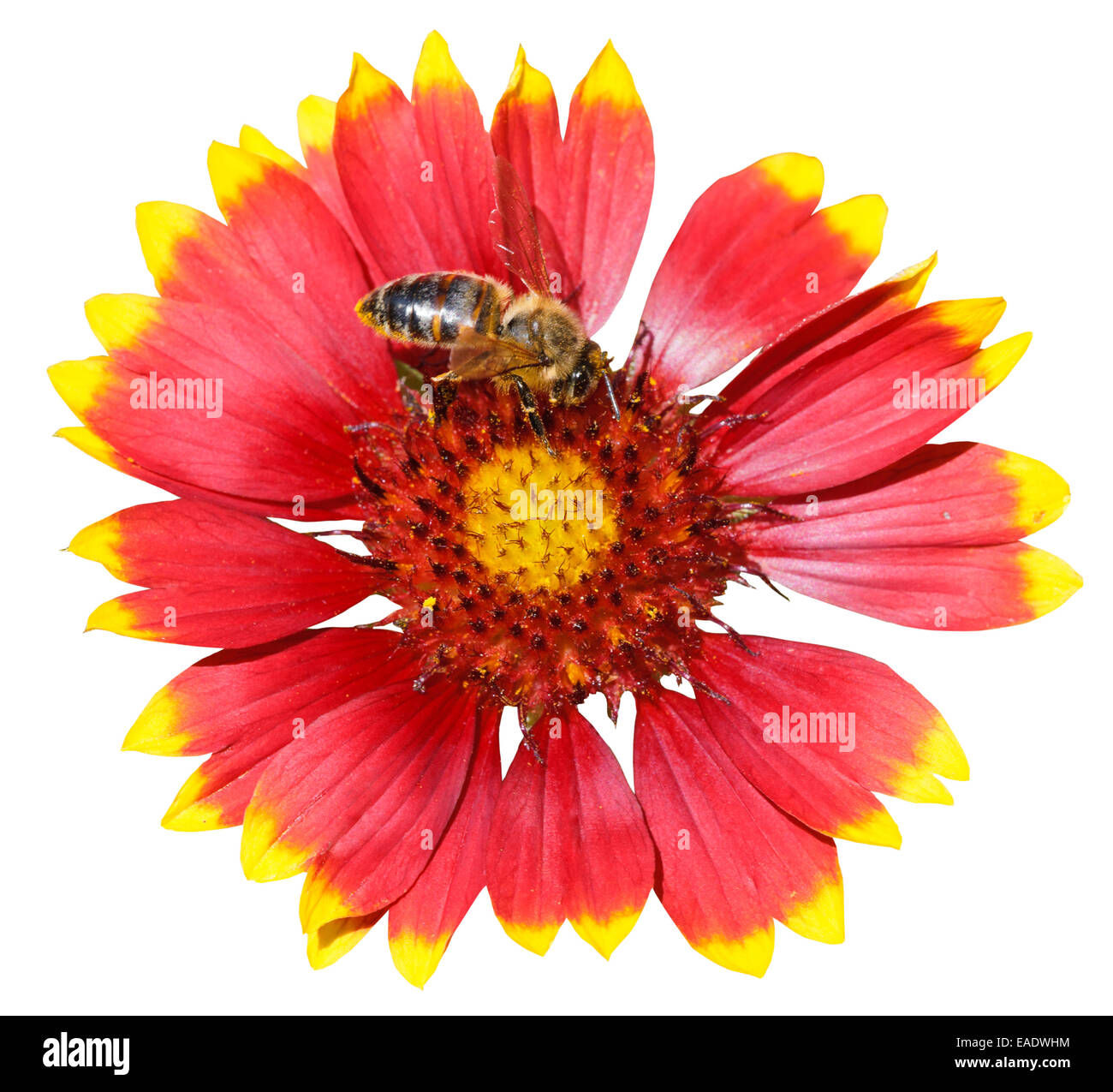 gaillardia flower with honey bee isolated on white background Stock Photo