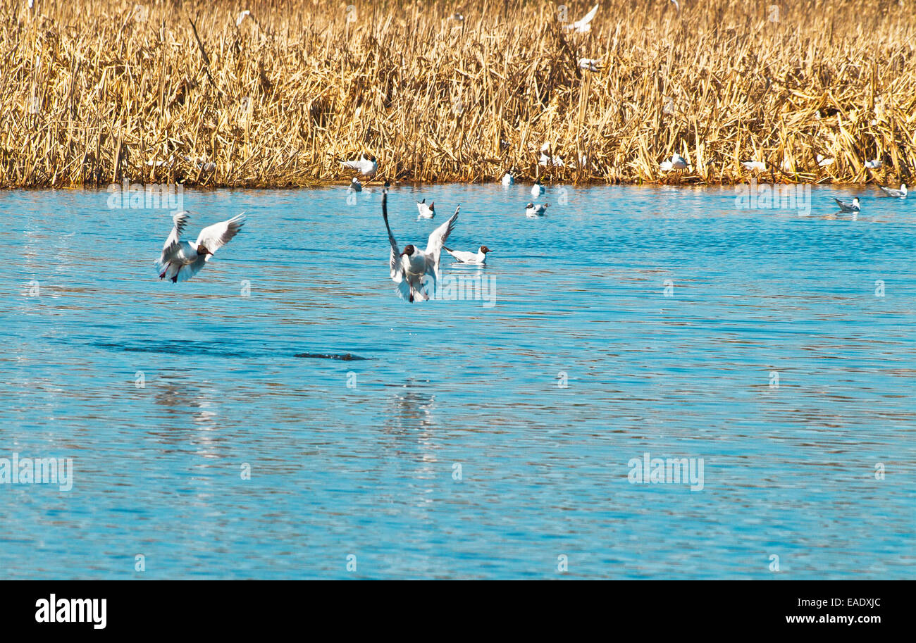 gull games Stock Photo