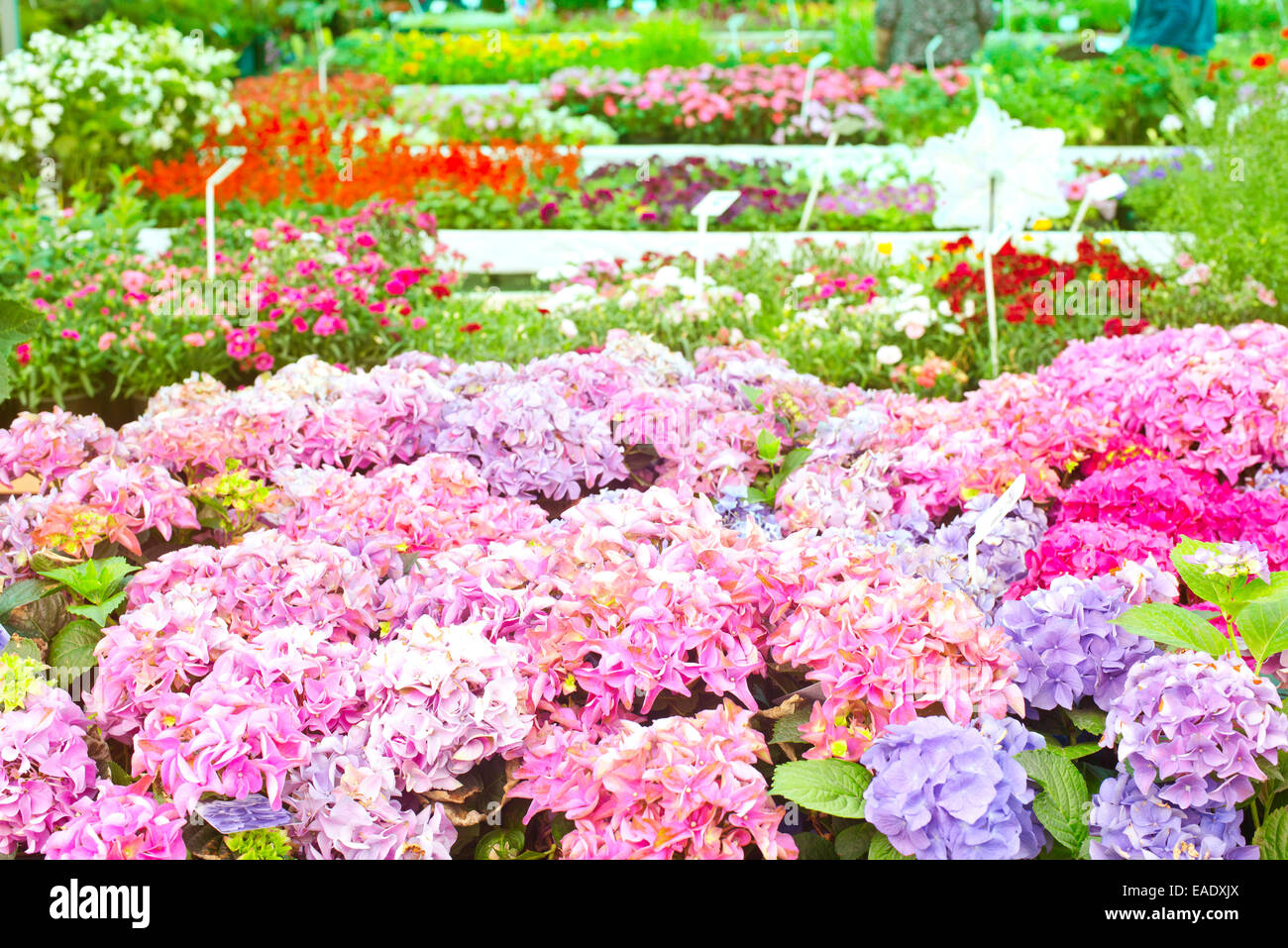 flower beds in garden-market Stock Photo