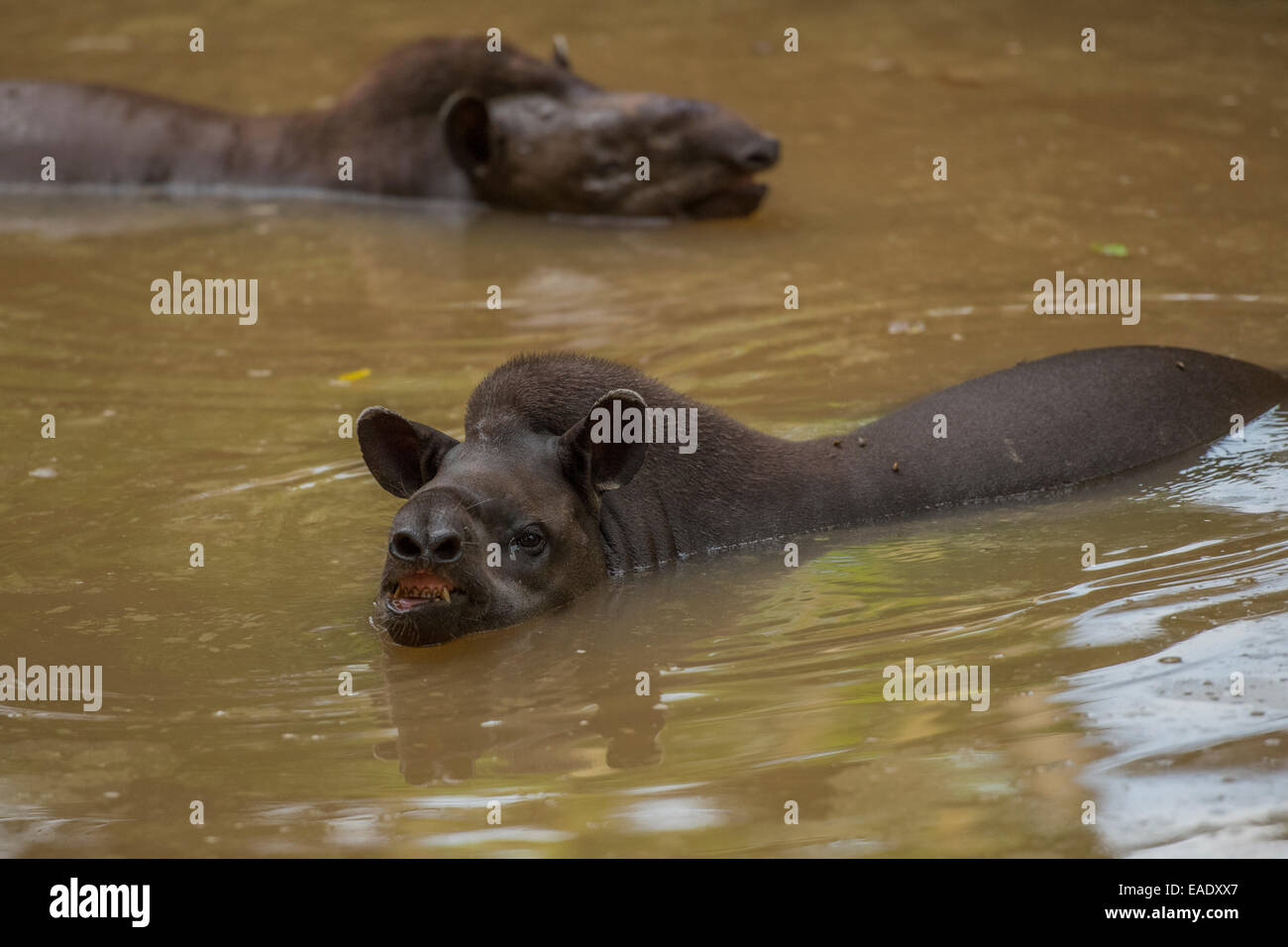 Lowland tapir Tapirus terrestris also known as the South American Tapir, Brazilian Tapir Stock Photo