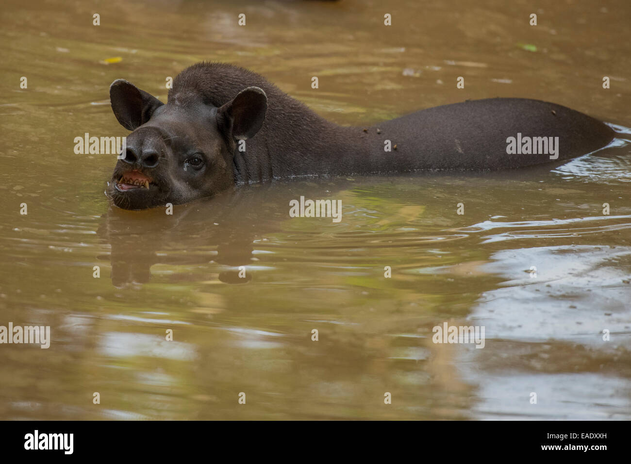 Lowland tapir Tapirus terrestris also known as the South American Tapir, Brazilian Tapir Stock Photo