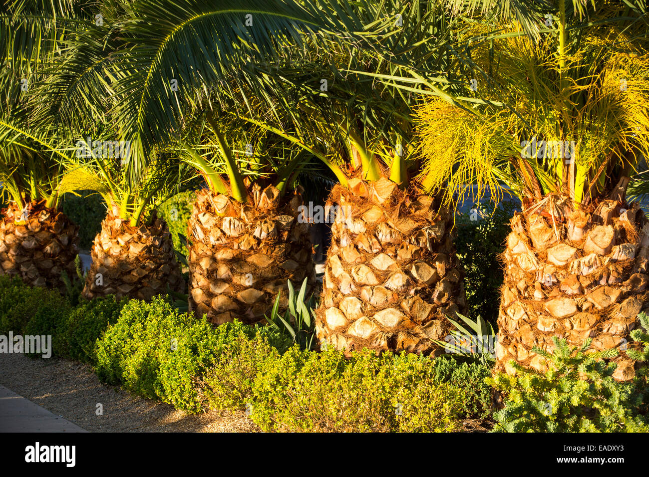 Palm Trees at sunset in Las Vegas Stock Photo Alamy