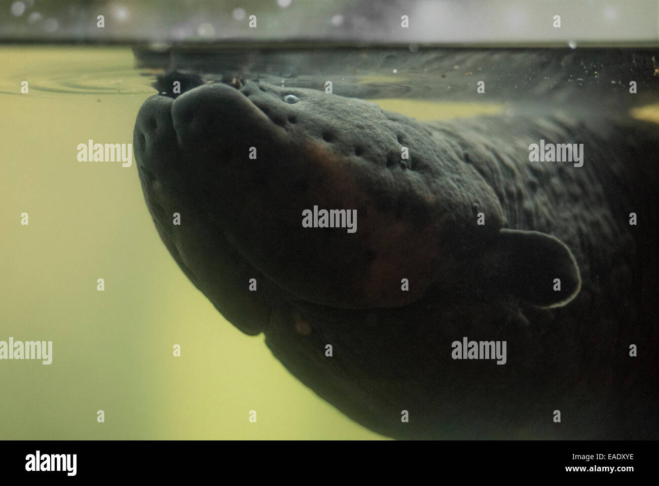 Electric eel hires stock photography and images Alamy