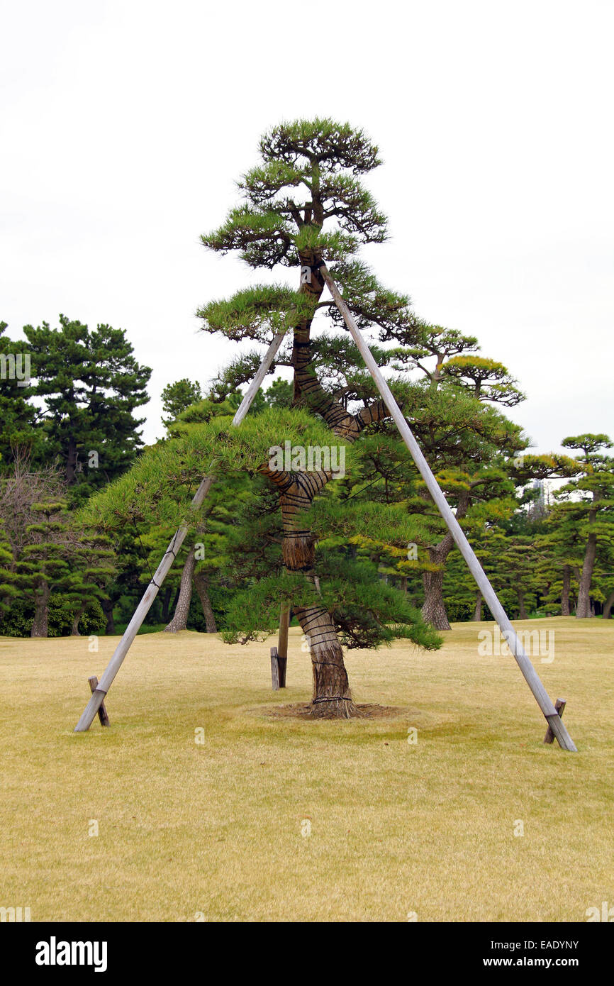Old pine tree supported by poles in Tokyo, Japan Stock Photo