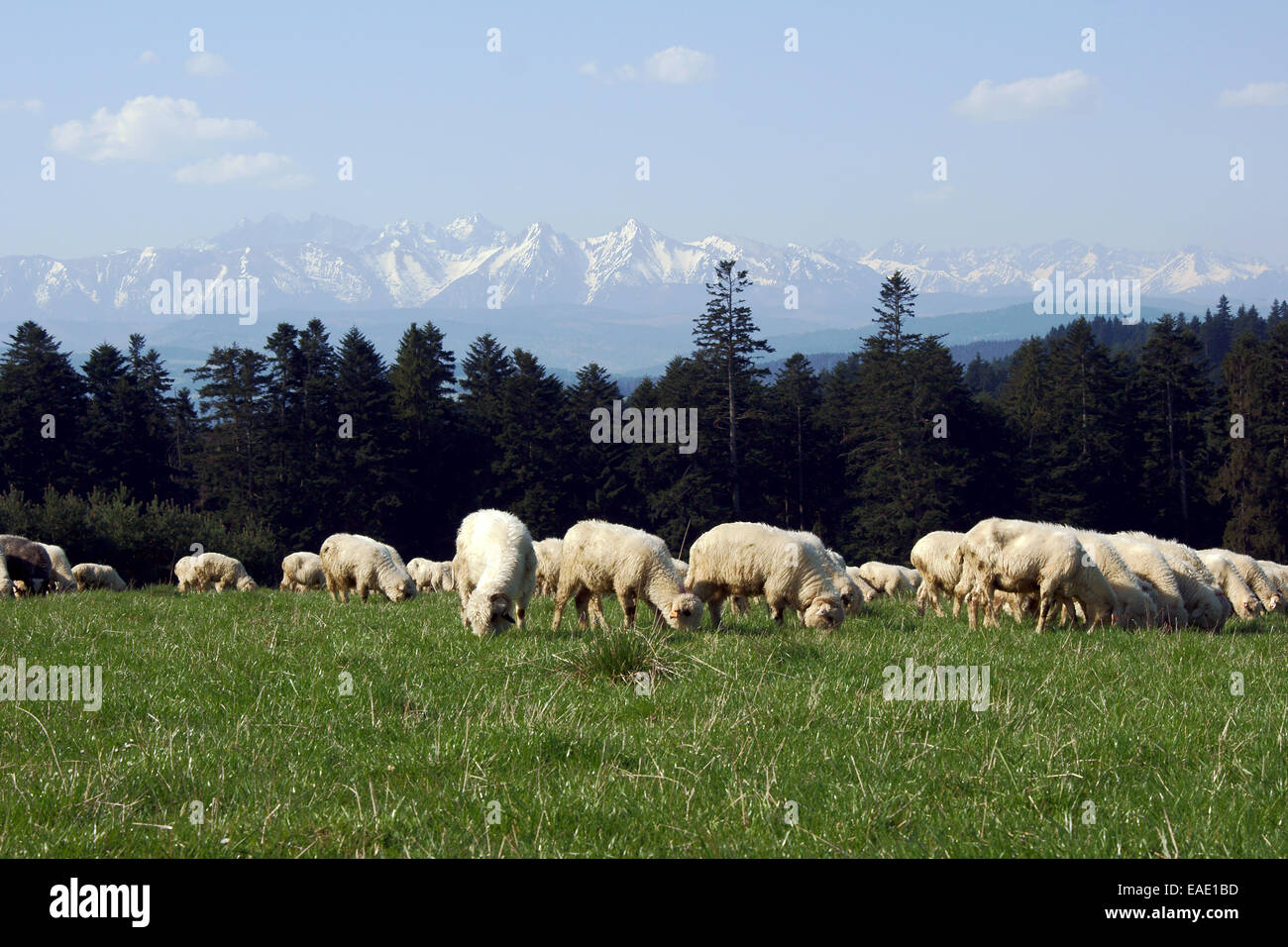 flock of sheep in Pieniny mountains, Poland Stock Photo - Alamy
