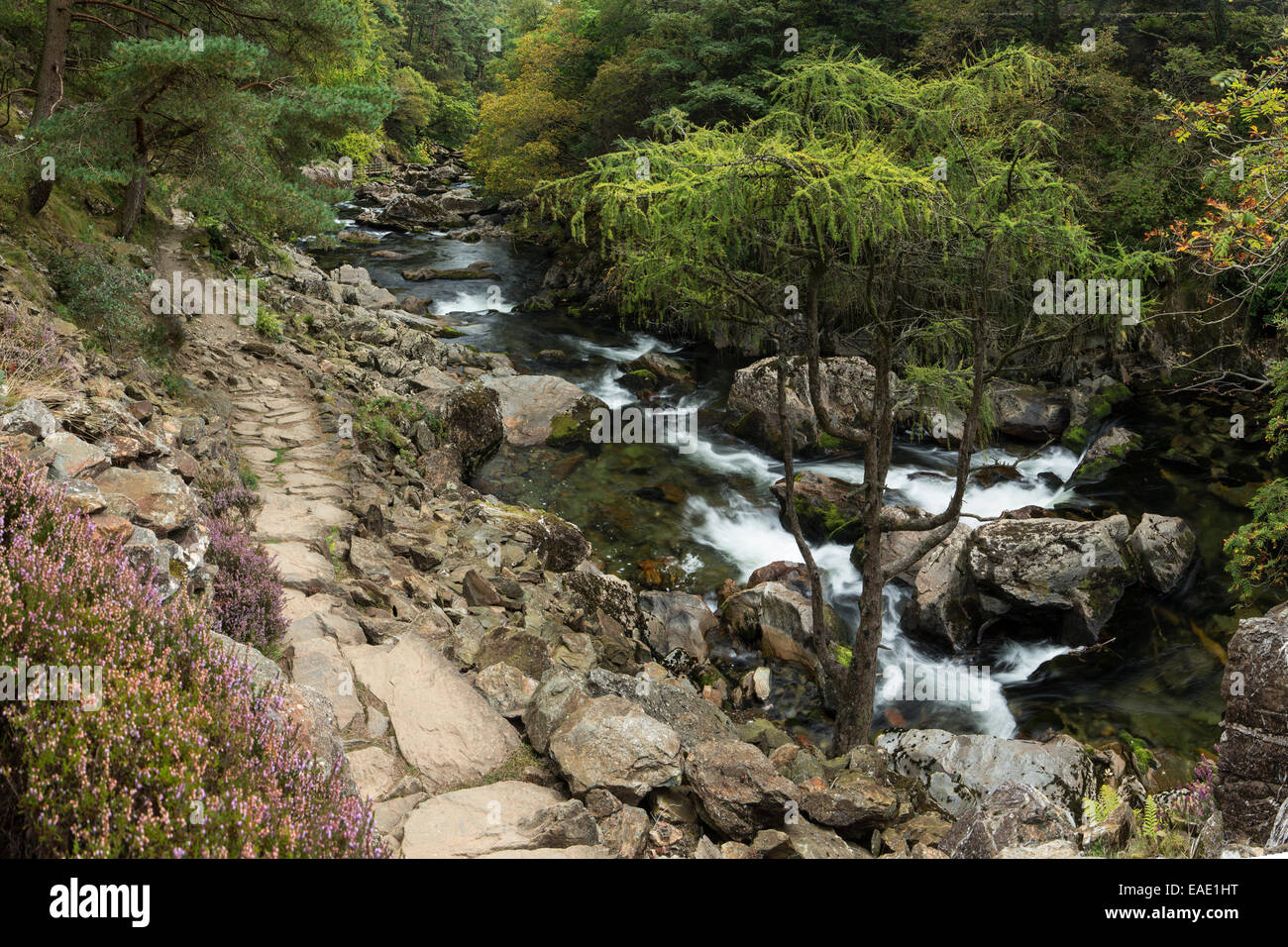 The a stone path lines the river Glaslyn as it flows between the trees and rocks of the Aberglaslyn Pass in Snowdonia, Gwynedd Stock Photo