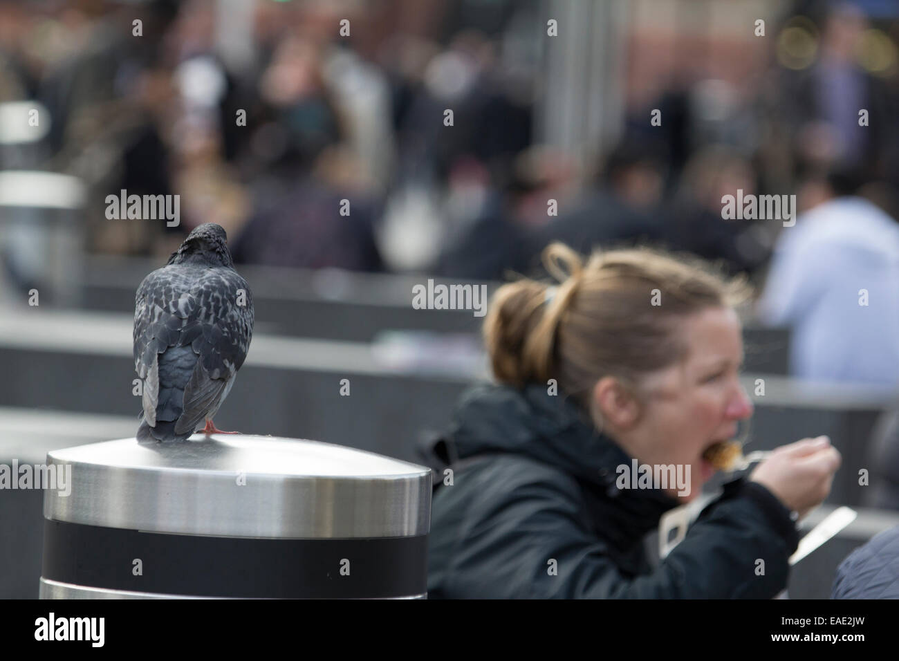 Vermin disease pigeon bird hires stock photography and images Alamy