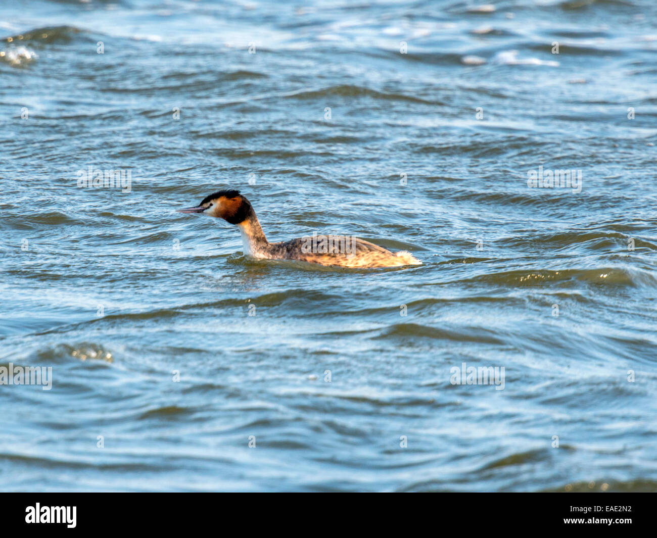 A Grebe [Podicipedidae] wades across wind blown blue rippling sea water ...