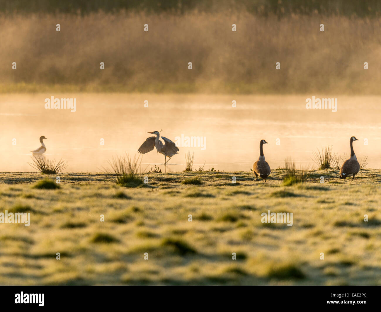 A Grey Heron [Ardea cinerea] flexes its wings at the mist covered waters edge watched by a pair of Brent [Branta bernicla] Geese Stock Photo