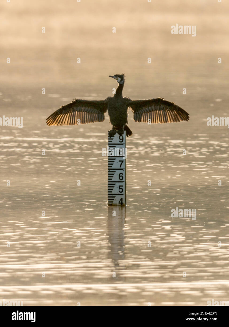 The Full Nine Yards, wild Cormorant [Phalacrocoracidae] bathes its wings in early morning sunlight perched on a tidal yardstick. Stock Photo