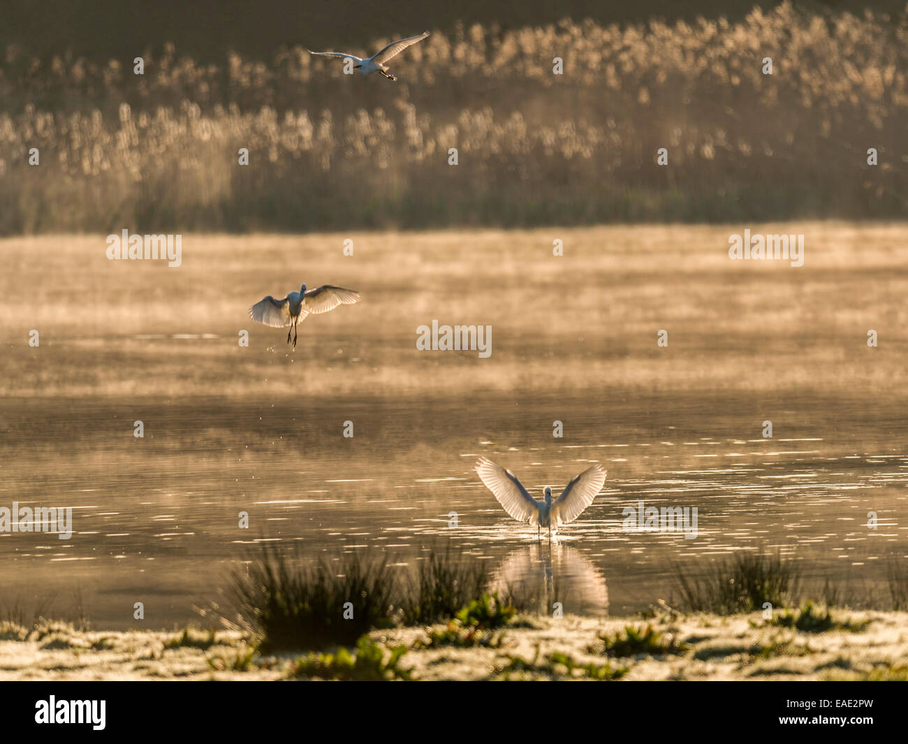 Cleared for Landing, three little Egret lined up behind each other as they land on a pond catching the early morning sunlight Stock Photo