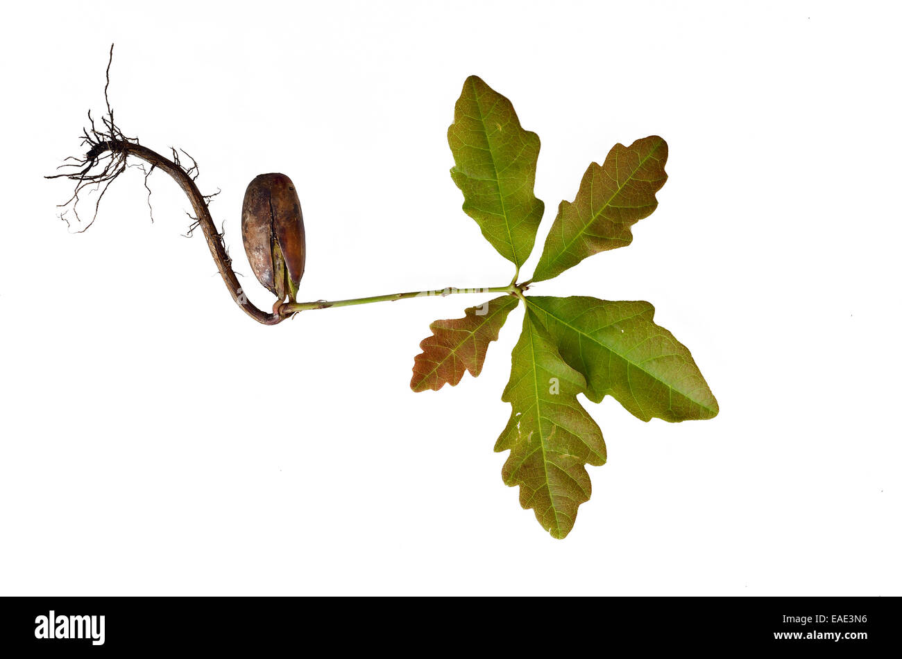 Oak (Quercus) seedling with a root, Burgenland, Austria Stock Photo