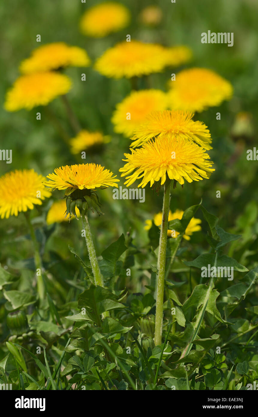 Common Dandelion (Taraxacum officinale), Burgenland, Austria Stock Photo