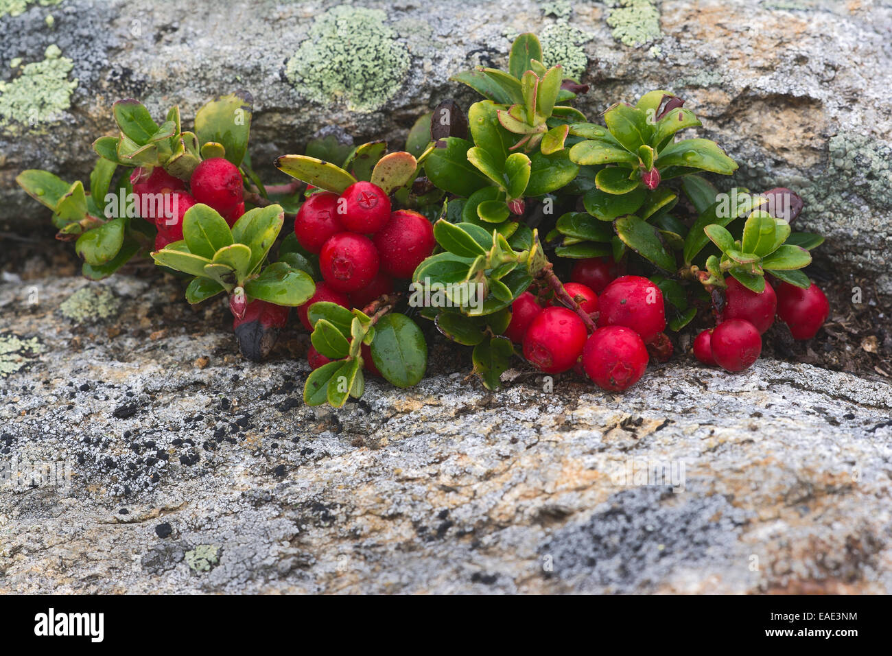 Lingonberry or Cowberry (Vaccinium vitis-idaea), Südtirol, Italy Stock Photo