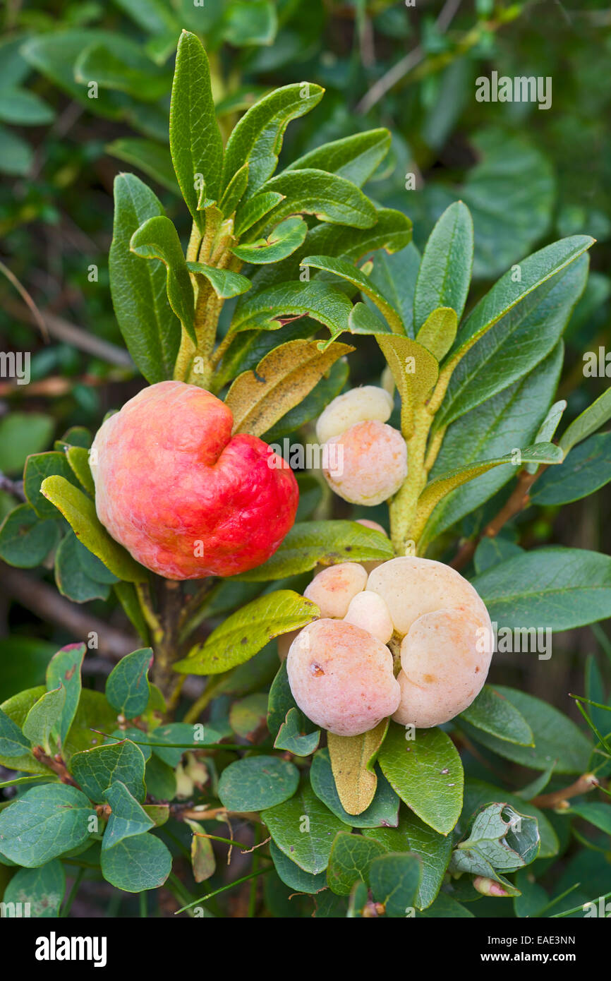 Snow-rose or Rusty-leaved Alpenrose (Rhododendron ferrugineum), with a type of gall known as Alpine Rose Apple Stock Photo