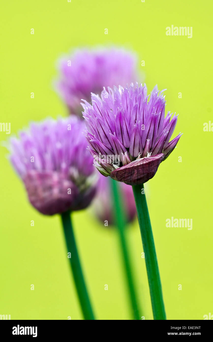 Chives (Allium schoenoprasum), flowering, Burgenland, Austria Stock Photo