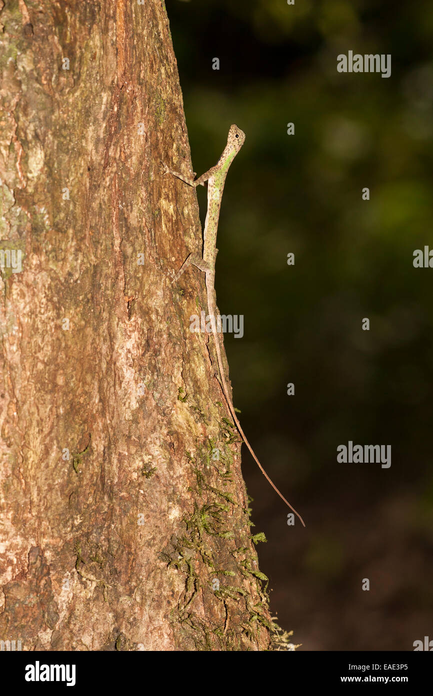 Black-bearded Gliding Lizard (Draco melanopogon), Kinabatangan, Sabah, Malaysia, Borneo Stock Photo
