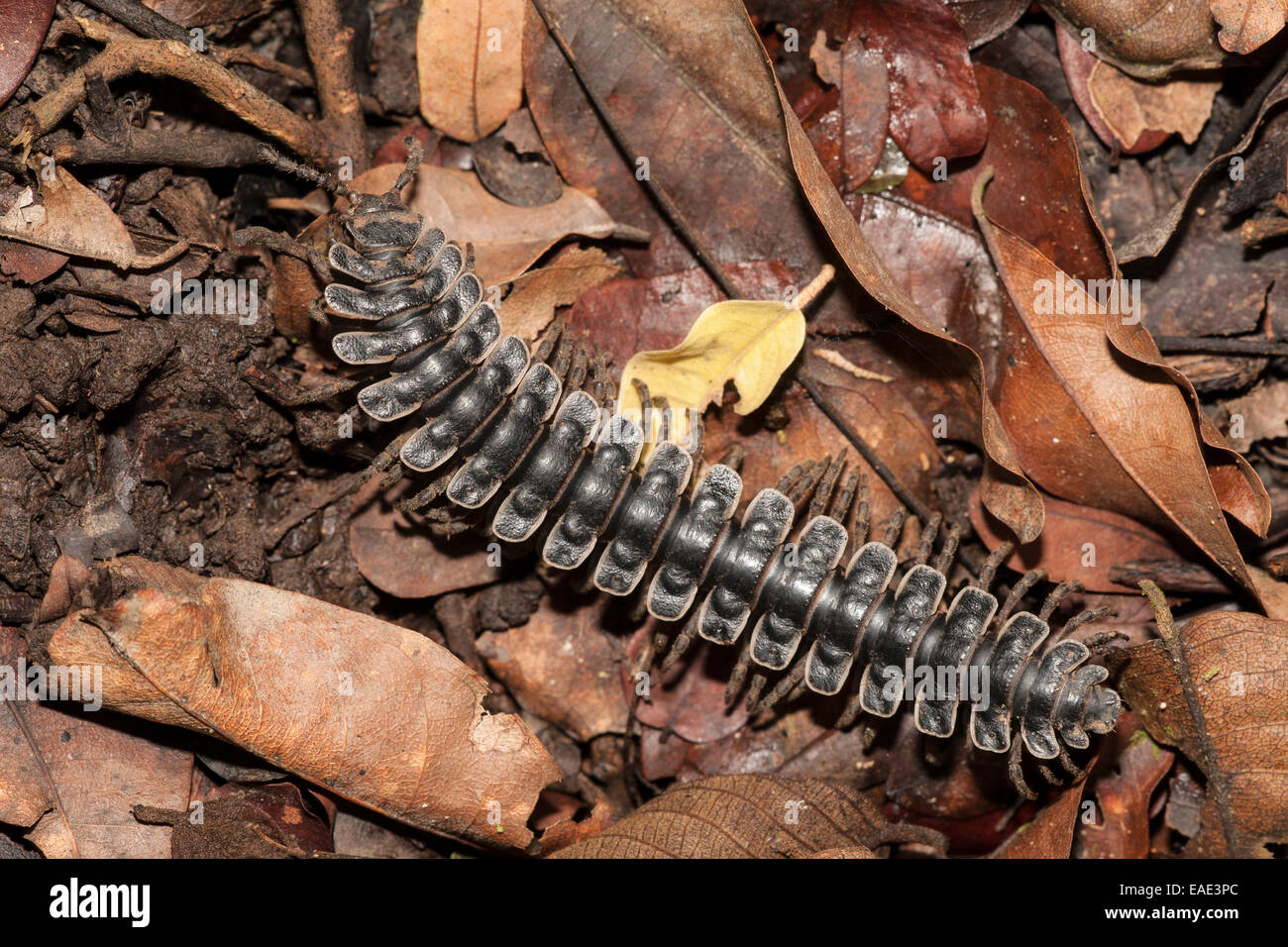 Tractor millipede (Barydesmus sp.) on leaf litter, Kinabatangan, Sabah, Malaysia, Borneo Stock Photo