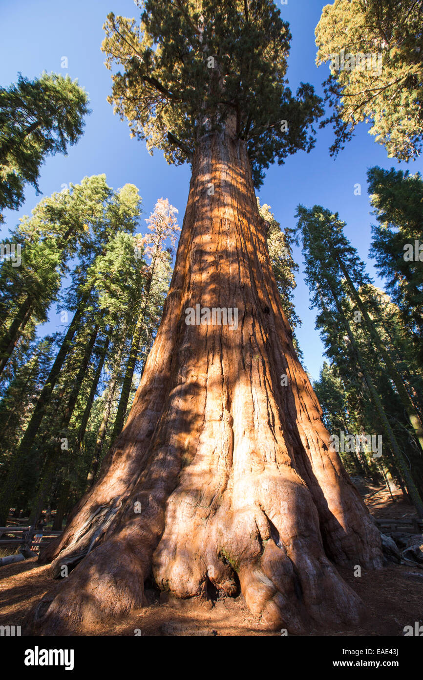 The General Sherman tree a Giant Redwood, or Sequoia, Sequoiadendron giganteum, in Sequoia National Park, California, USA.It is Stock Photo