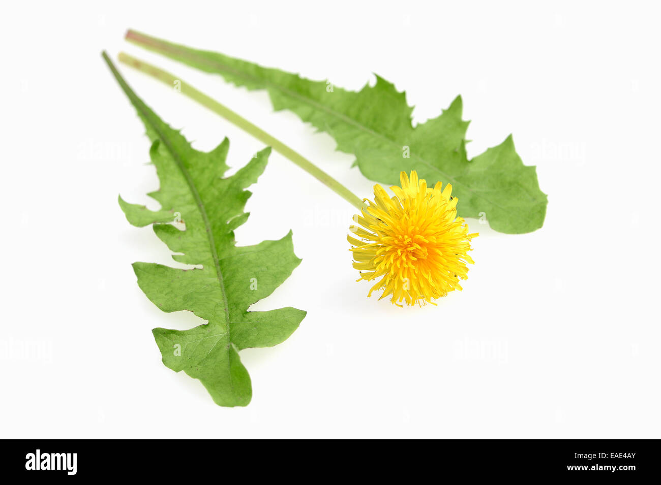 common-dandelion-taraxacum-officinale-flower-and-leaves-stock-photo