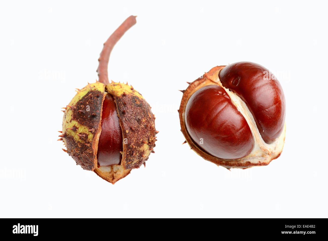 Horse Chestnut or Conker Tree (Aesculus hippocastanum), chestnuts Stock Photo