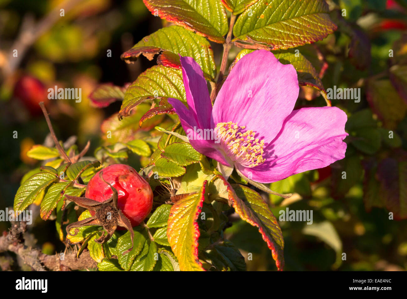 Dog Rose fruit and blossom, Rosa sp. Stock Photo