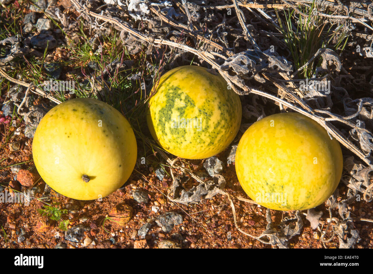 wild Watermelons, Citullus lanatus Stock Photo - Alamy