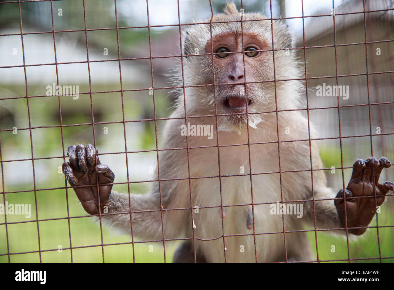 Macaque monkey is watching tourists passing by Tiger cave temple near Krabi, Thailand. Stock Photo