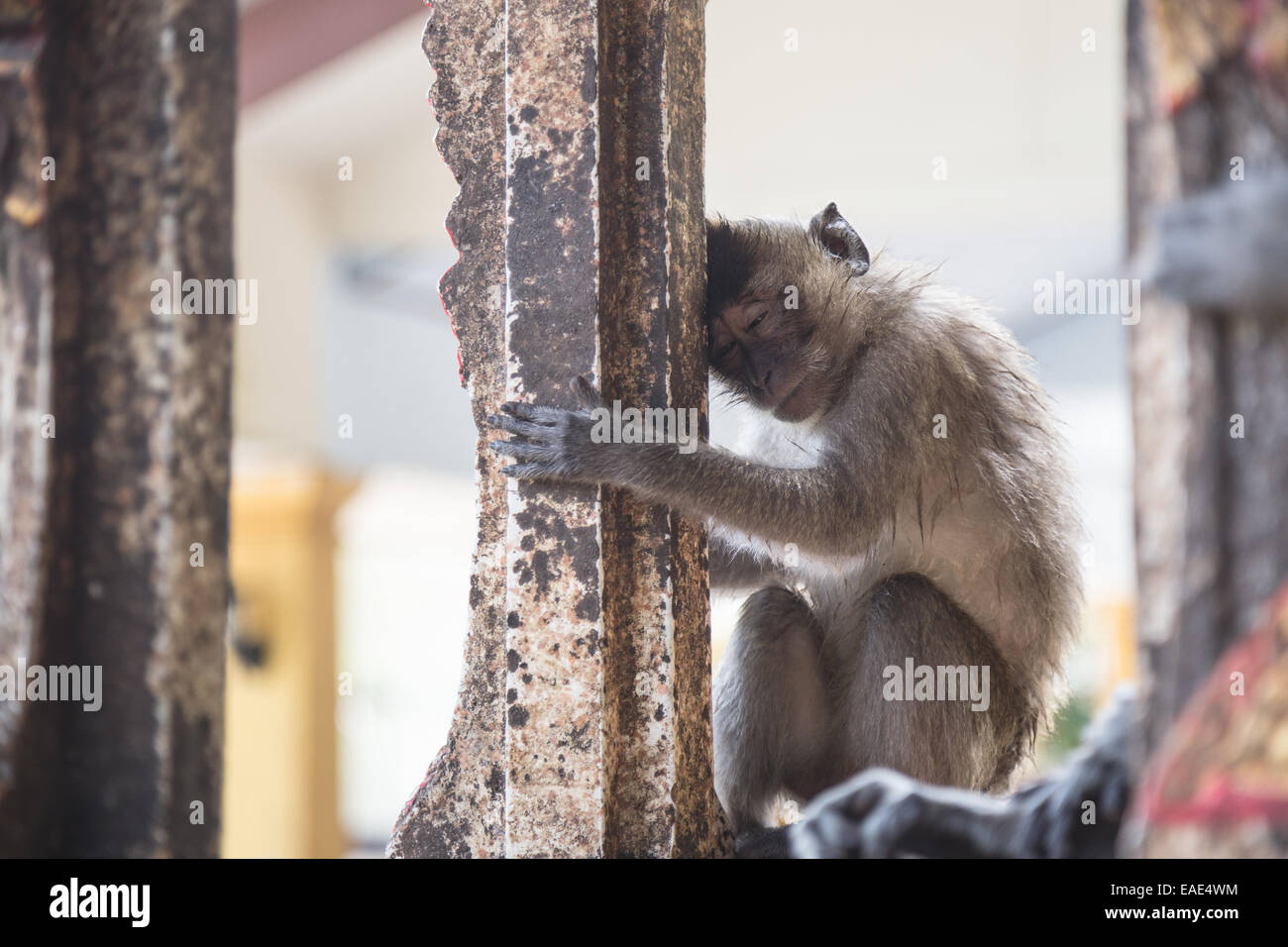 A Macaque monkey is holding a piece of statue during the high noon heat in south Thailand by Tiger cave temple Stock Photo