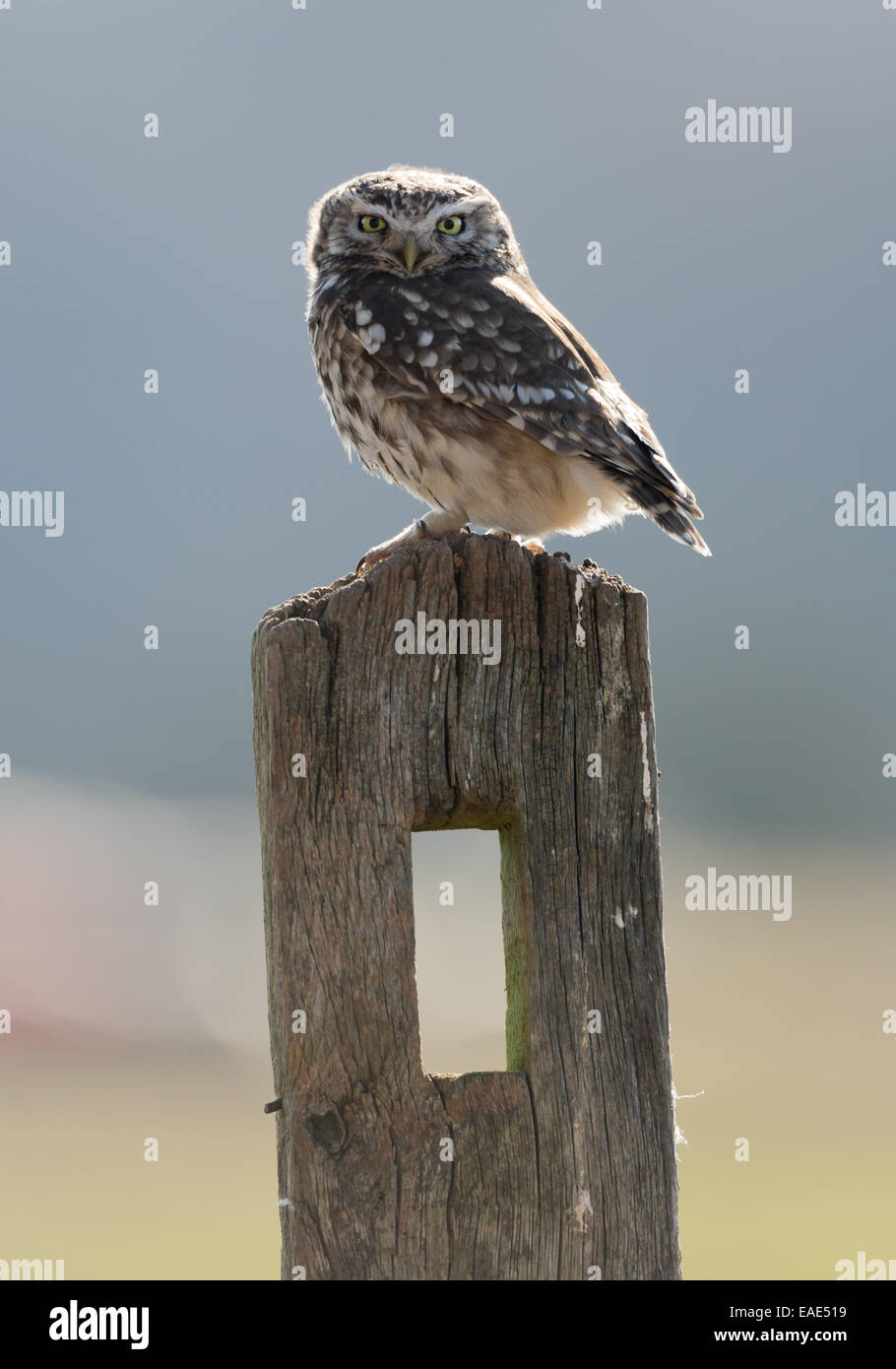 Little Owl, Uk, Europe Stock Photo Alamy