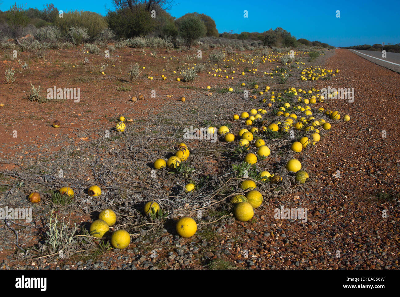 wild Watermelons at roadside, Citullus lanatus Stock Photo - Alamy