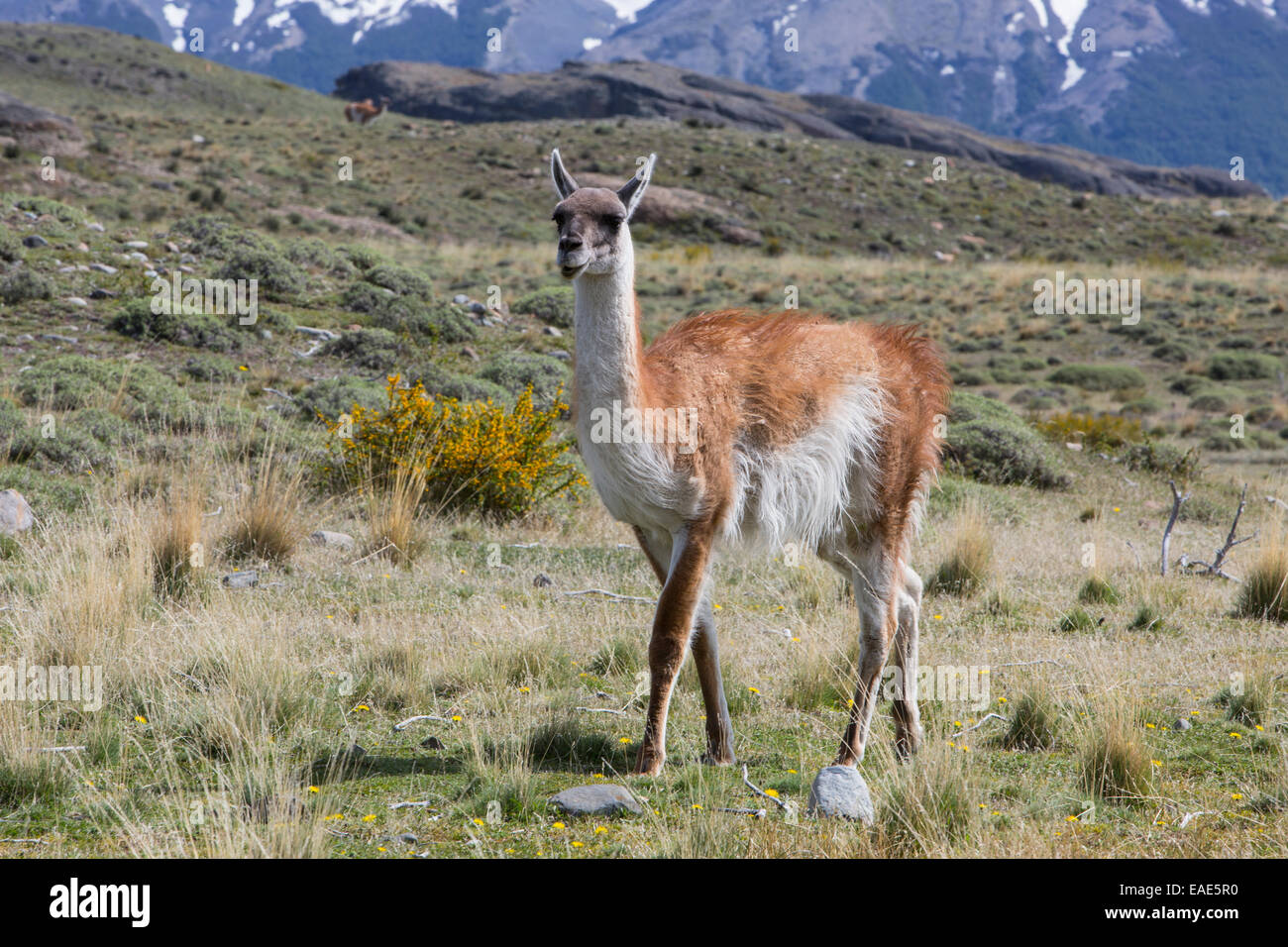 A Guanoco in the Patagonia National Park Chile Stock Photo - Alamy