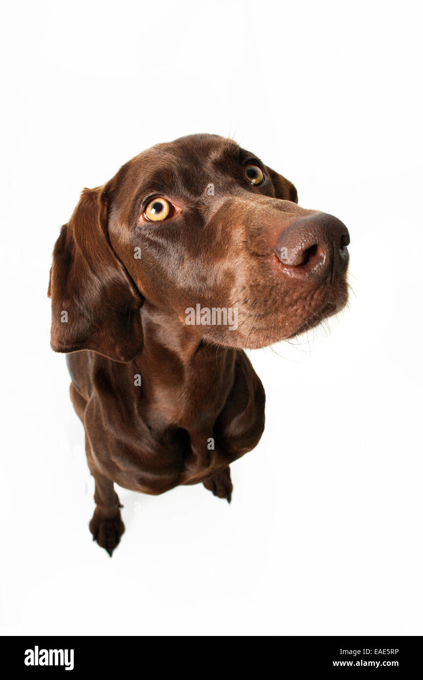 Mixedbreed dog, Germany Stock Photo Alamy
