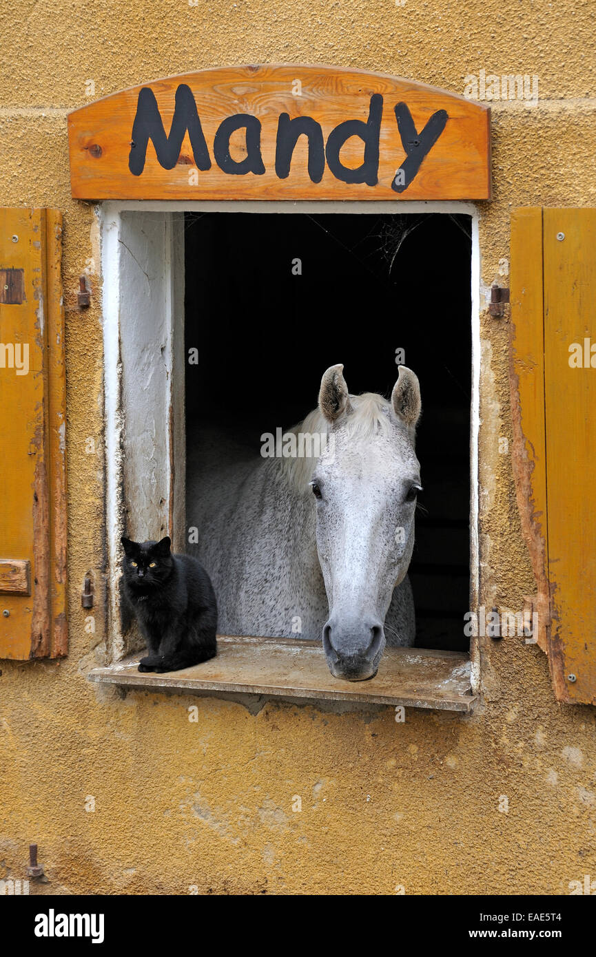 A dapple gray looking out a barn window, a black cat next to it, Middle Franconia, Bavaria, Germany Stock Photo