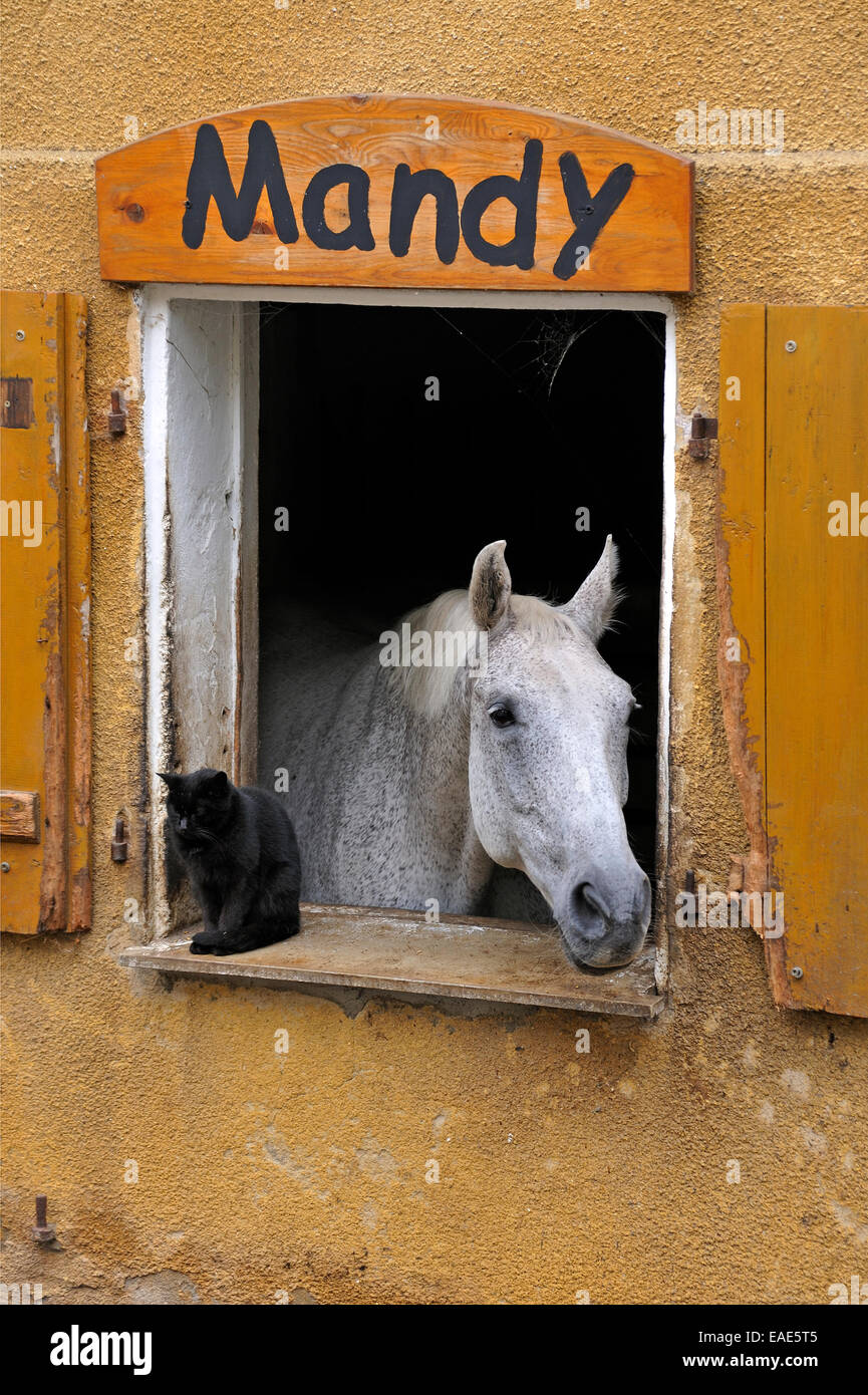 A dapple gray looking out a barn window, a black cat next to it, Middle Franconia, Bavaria, Germany Stock Photo