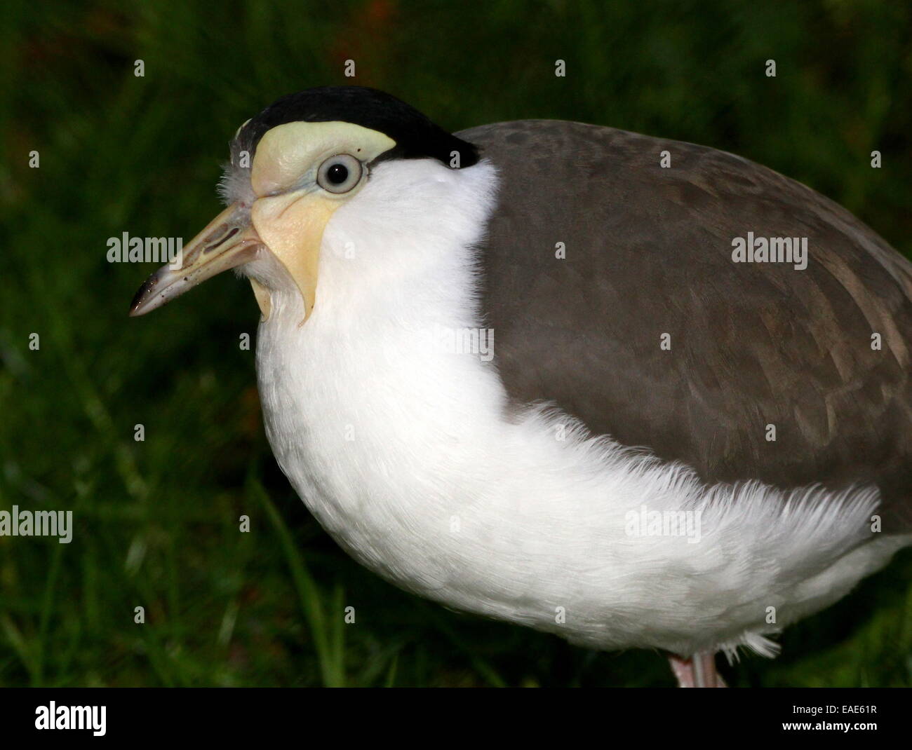 Australasian Masked Lapwing (Vanellus miles), extreme close-up of body and head Stock Photo