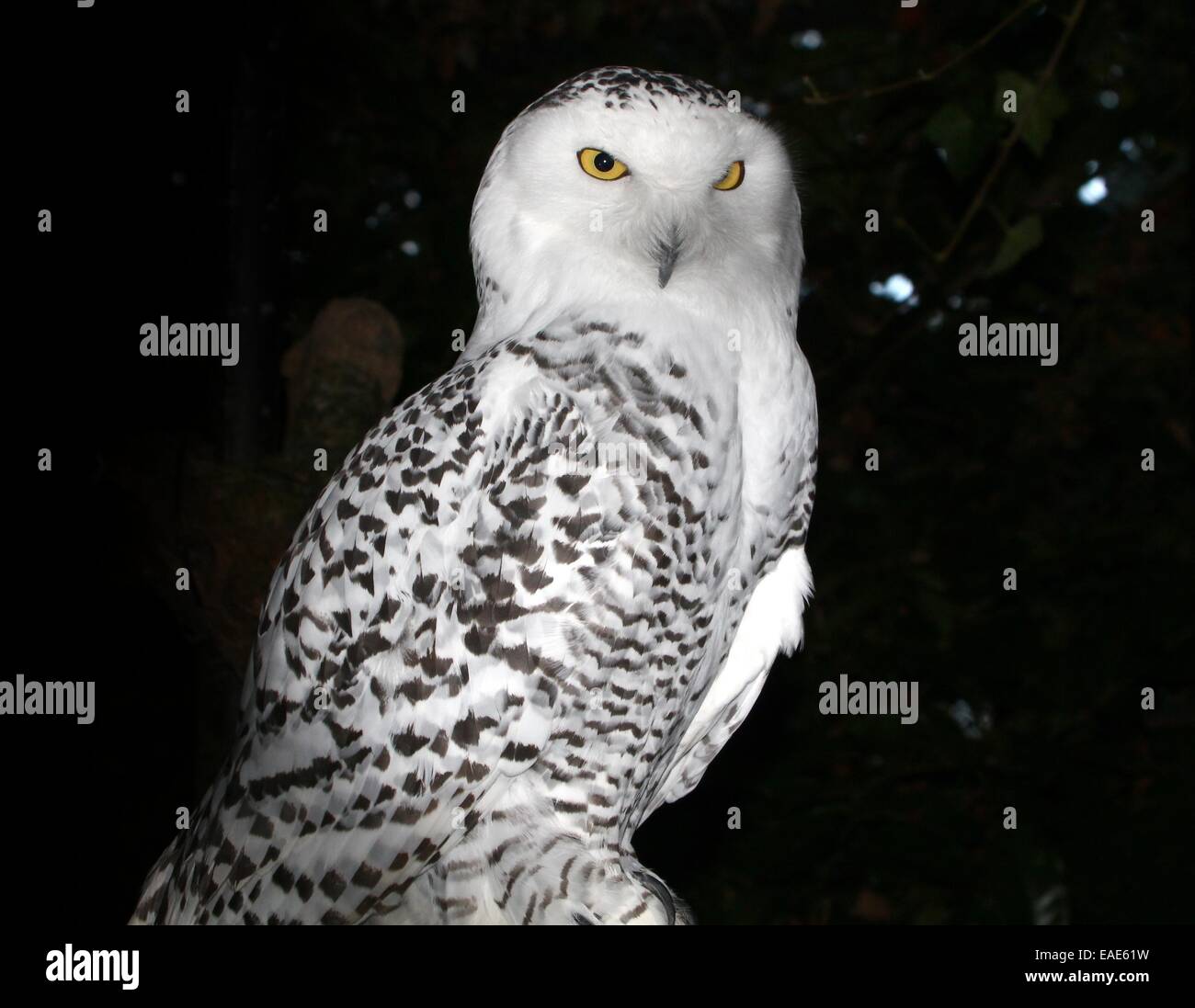 Snowy owl (Bubo scandiacus Stock Photo - Alamy