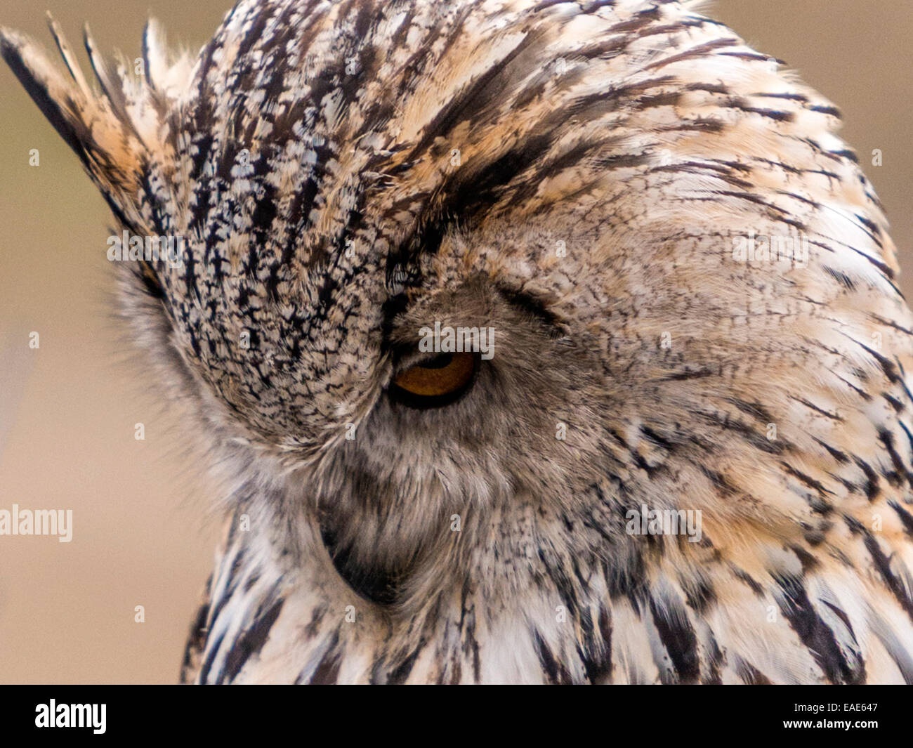 Western Siberian Eagle Owl [Bubo Bubo Sibericus] close up with head bowed forwards. Stock Photo