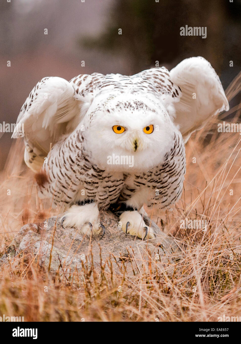 Snowy Owl [Bubo scandiacus] perched on a small rock with wings partially extended, piercing yellow eyes and visible talons. Stock Photo