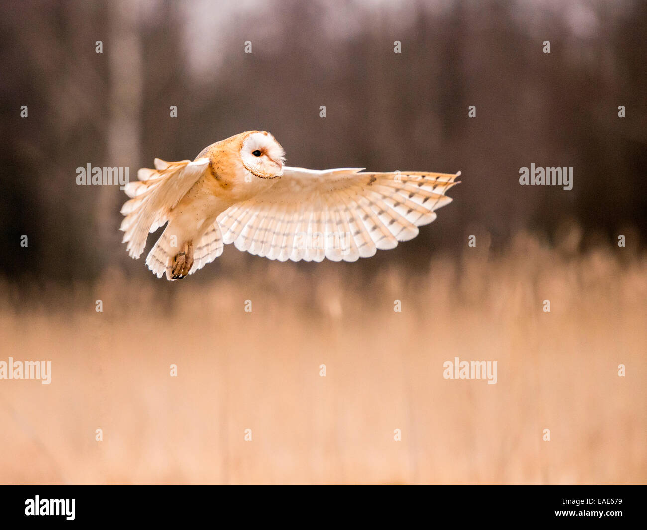 Beautiful Barn Owl Tyto Alba Full Flight With Wings Extended