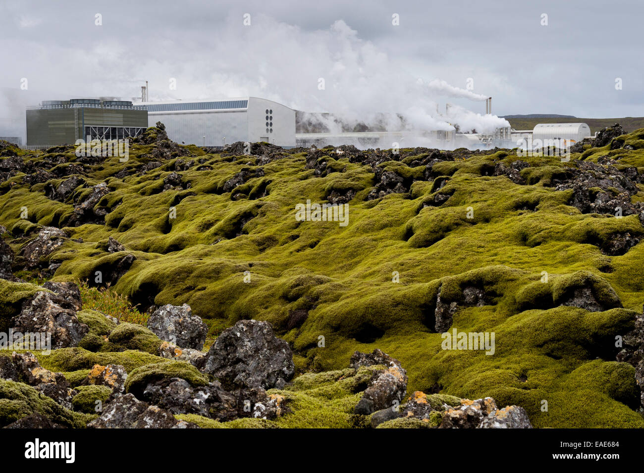 Lava covered with Elongate Rock Moss (Racomitrium elongatum) at the Svartsengi geothermal power station, near Grindavík Stock Photo