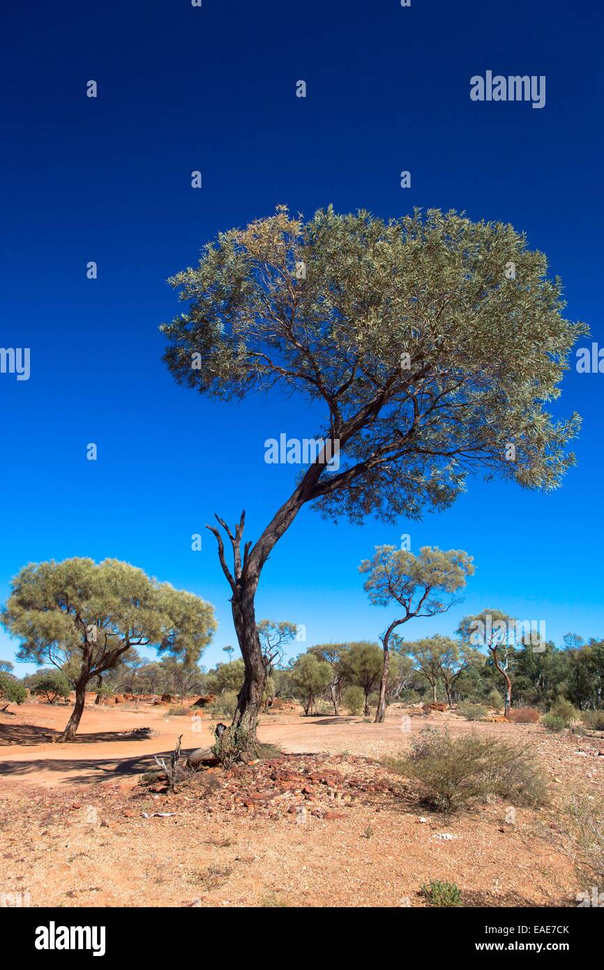 Australian Bushland High Resolution Stock Photography and Images - Alamy