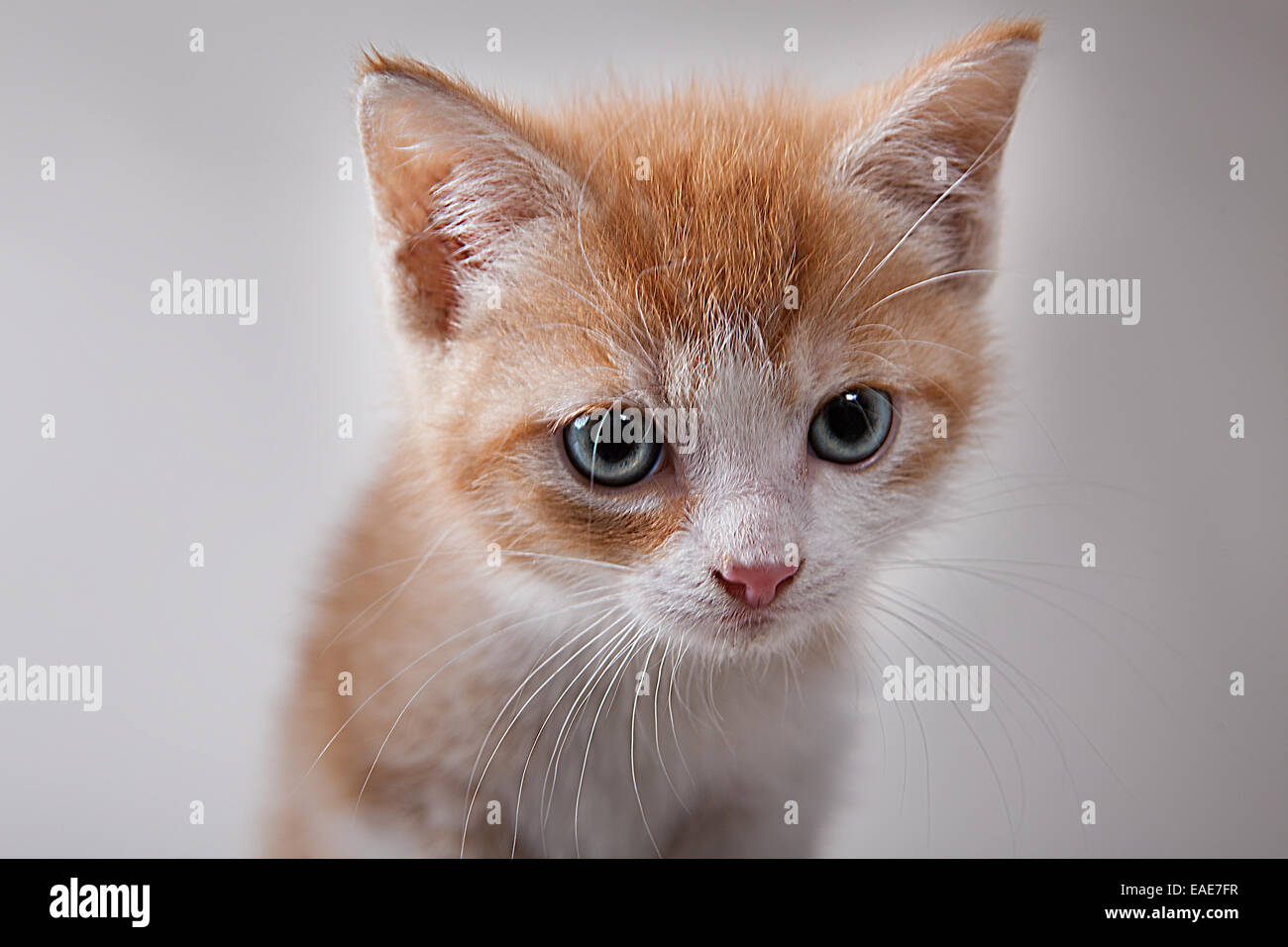 Red tabby kitten, Germany Stock Photo