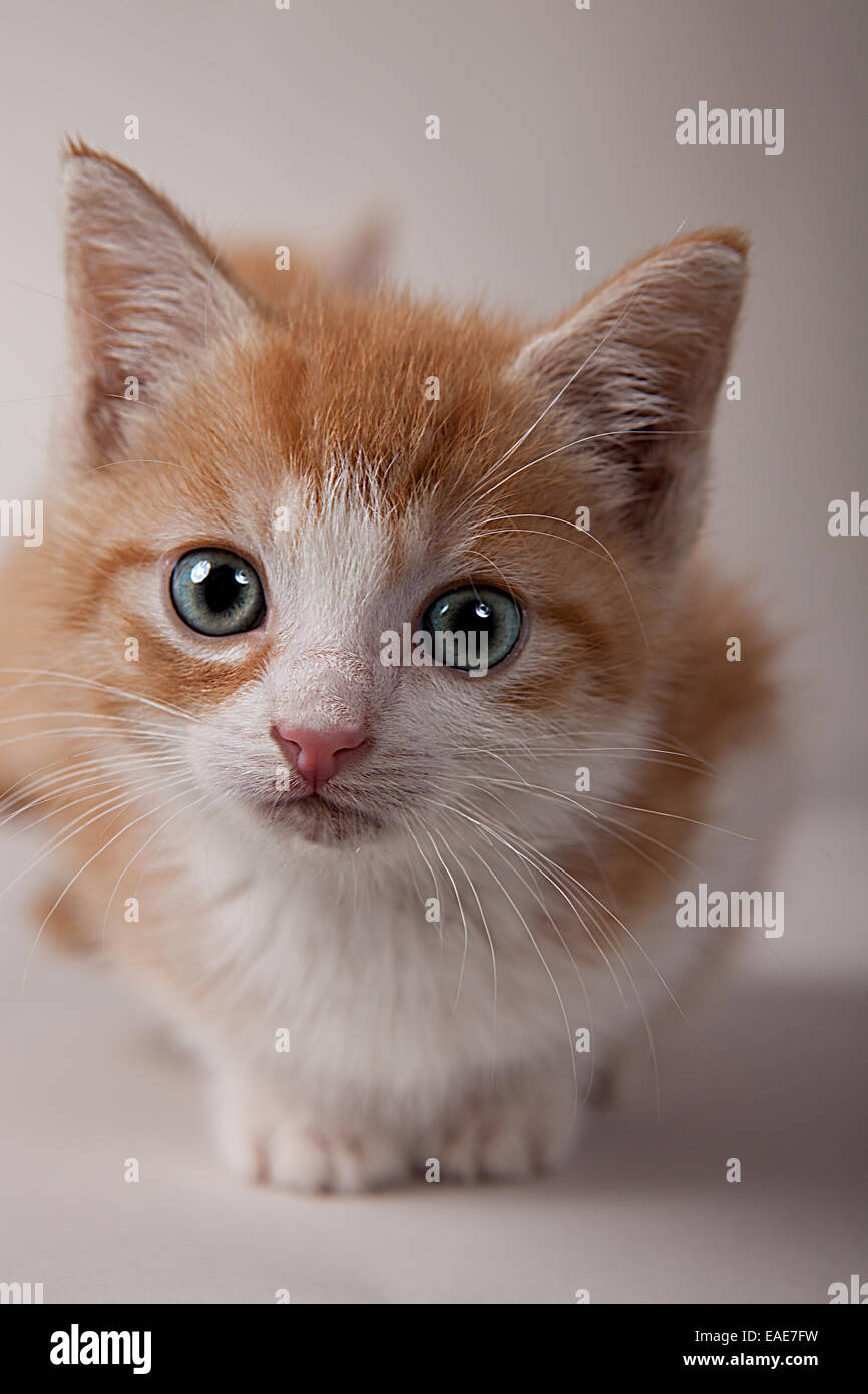 Red tabby kitten, Germany Stock Photo