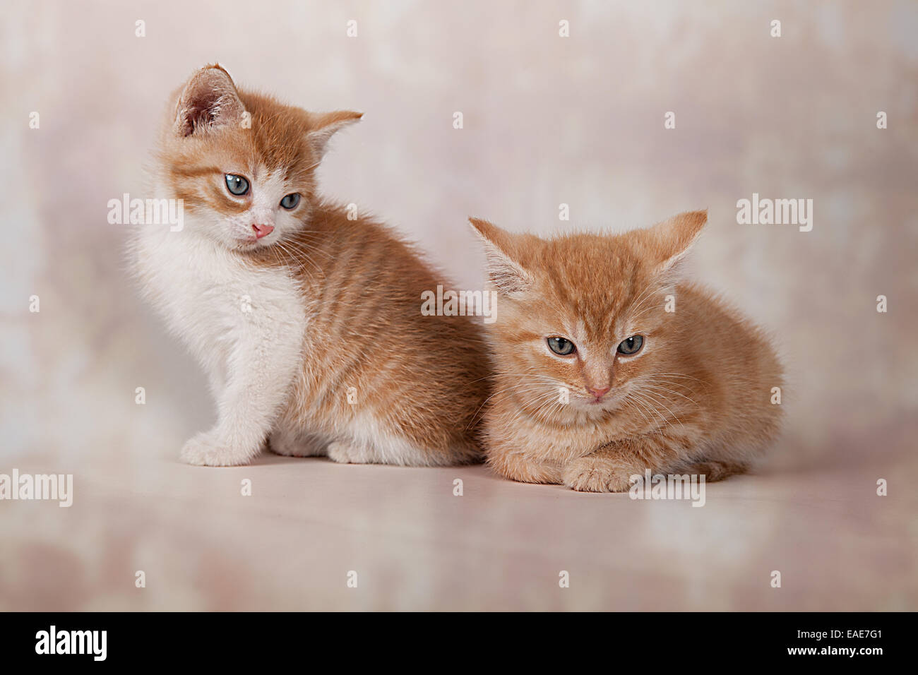 Two red tabby kittens, Germany Stock Photo