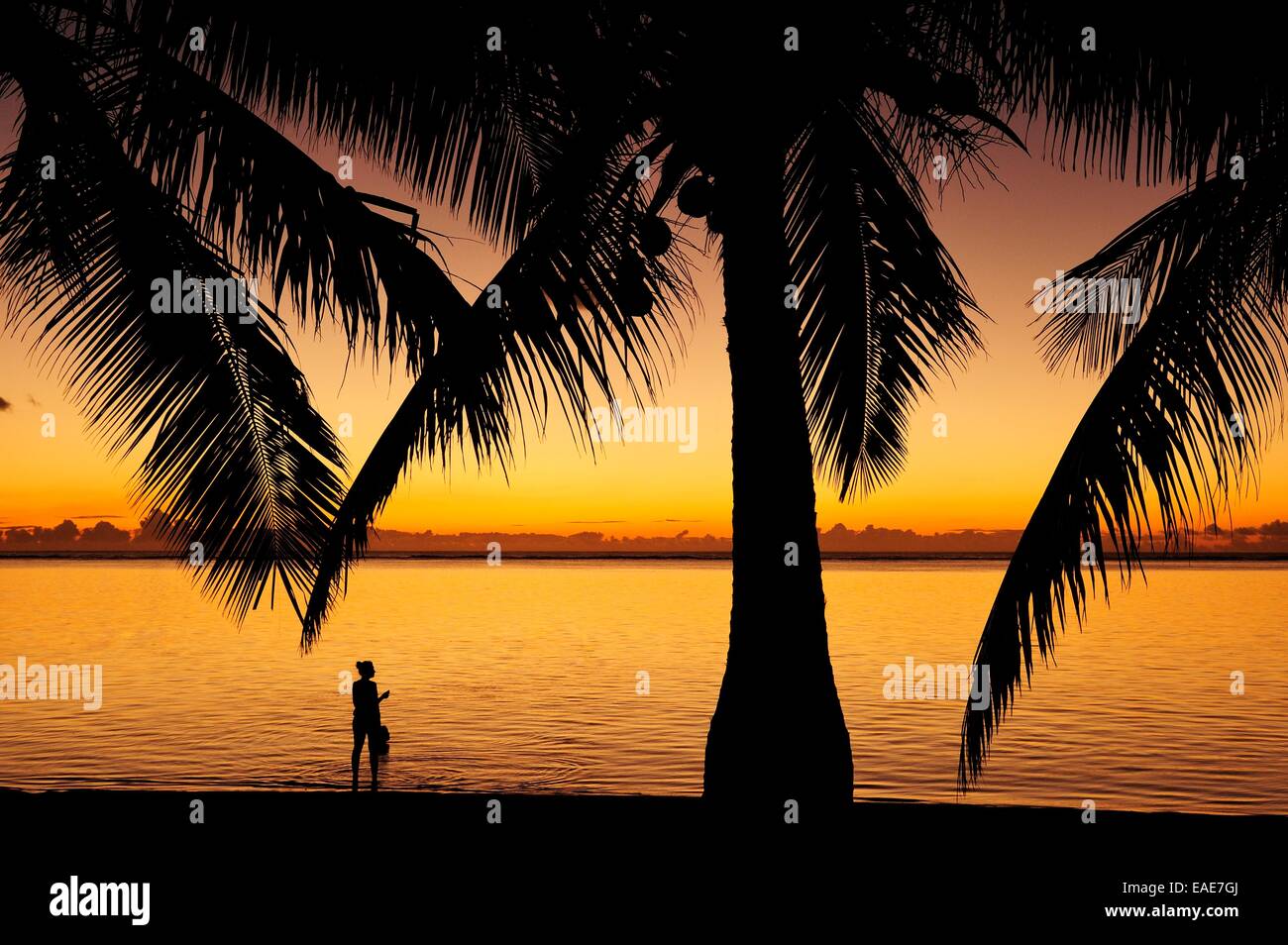 Sunset at Le Morne Beach with palm trees, La Gaulette, Mauritius Stock Photo