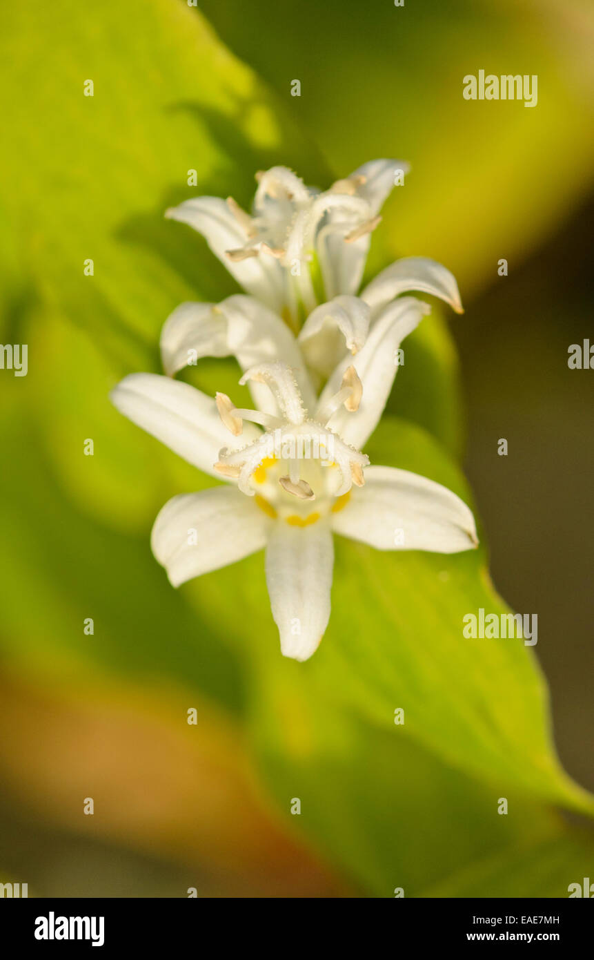Japanese toad lily (Tricyrtis hirta 'Alba') Stock Photo